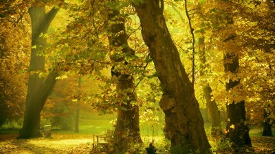 جنگل-زرد-منظره-طبیعت